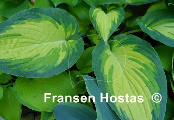 Hosta Imperial Palace
